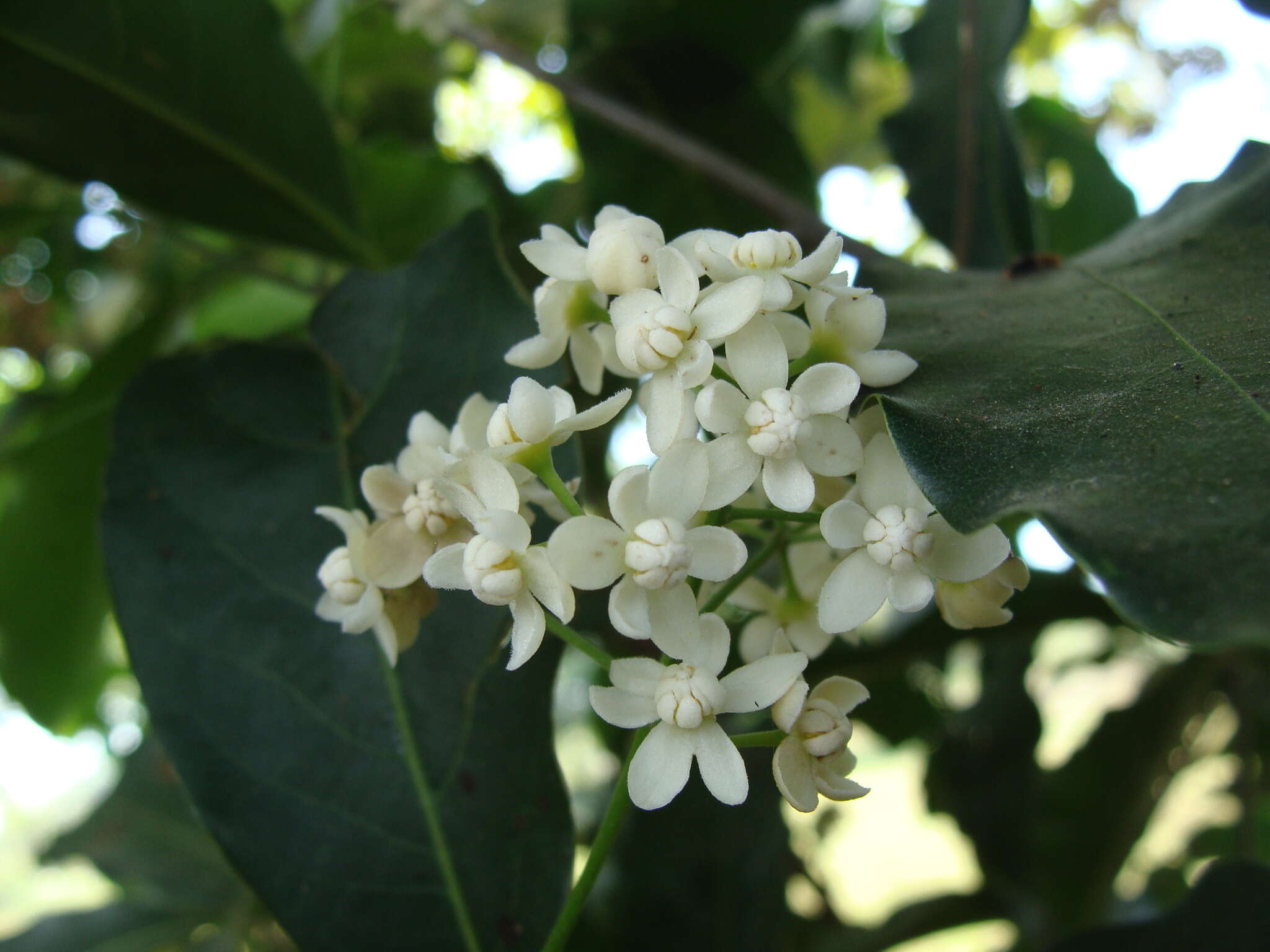 Imagem de Mespilodaphne veraguensis