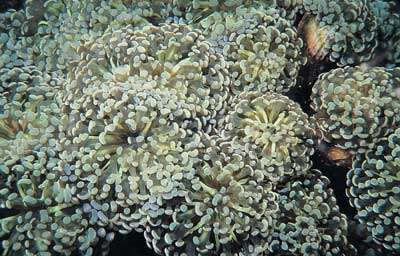 Image of Stony corals