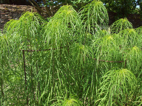 Image of willowleaf sunflower