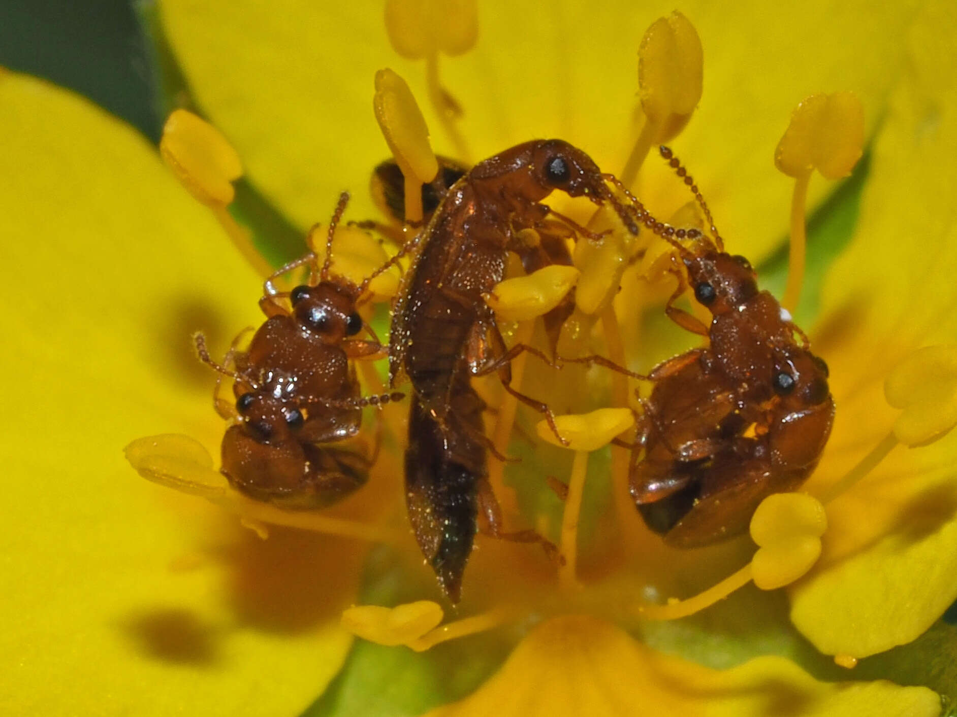 Imagem de Eusphalerum (Eusphalerum) pallens (Heer 1841)