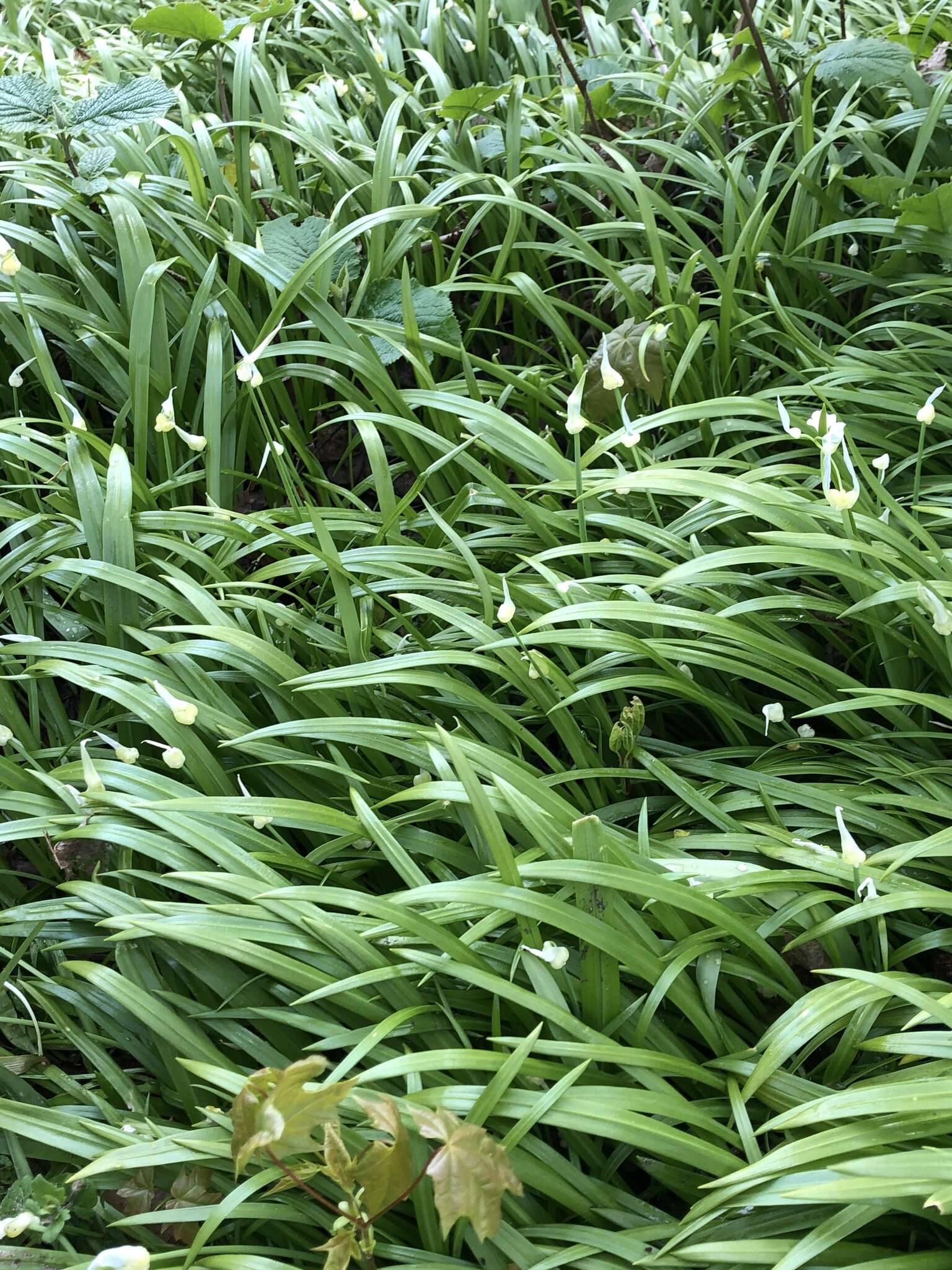 Image of few-flowered leek