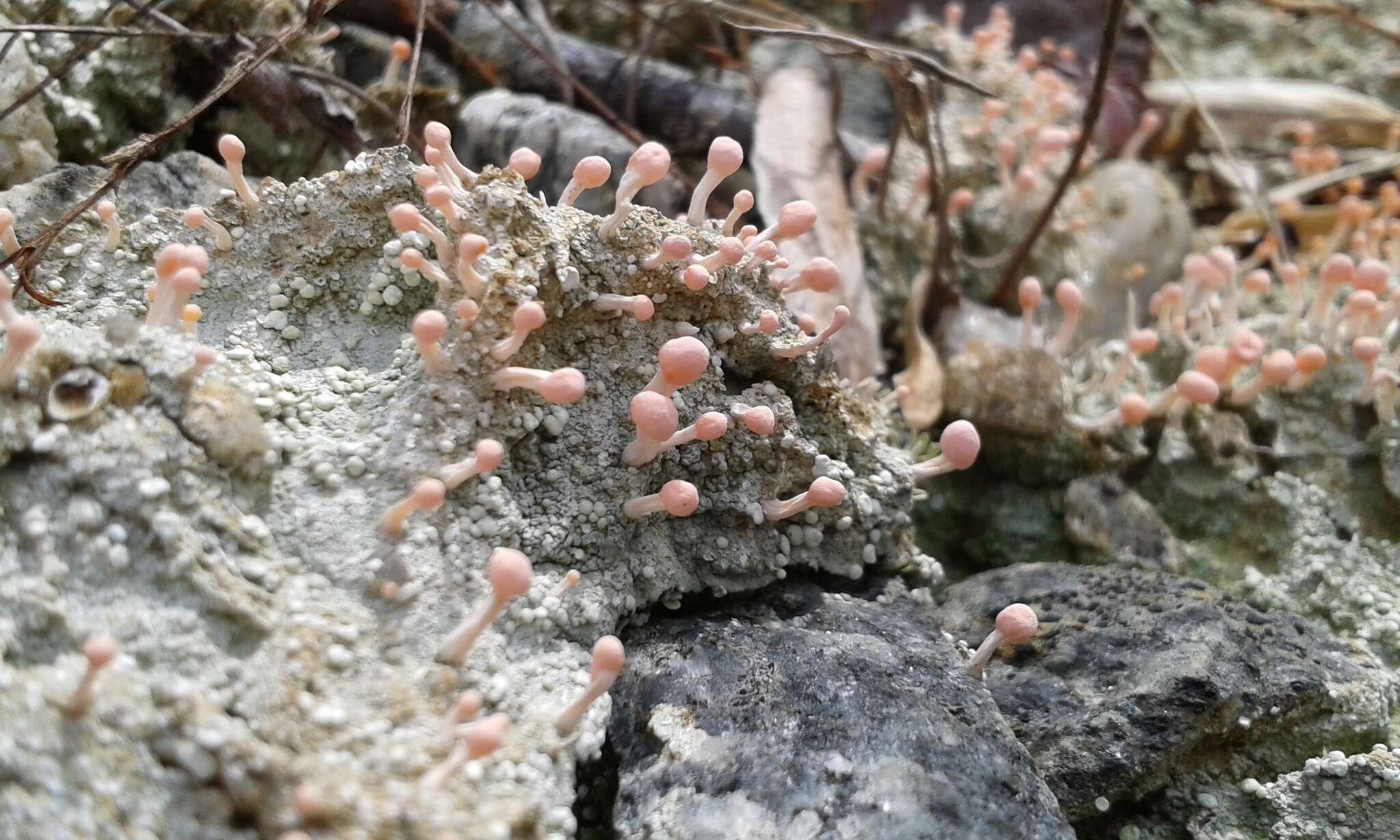 Image of Dibaeis baeomyces (L. fil.) Rambold & Hertel