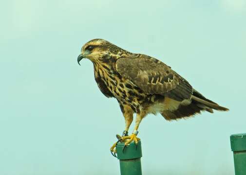 Image of Everglade snail kite