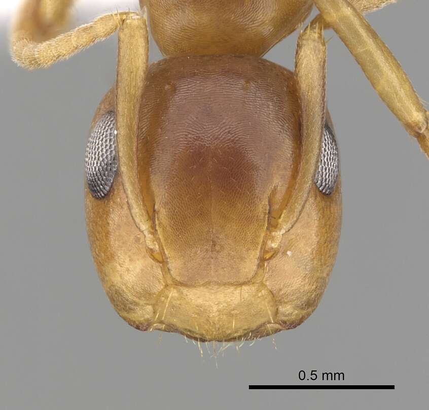 Image of Camponotus abditus Forel 1899