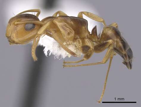 Image of Camponotus abditus Forel 1899