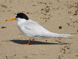 Image of Fairy Tern