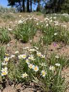 Image de Erigeron eatonii var. plantagineus (Greene) Cronq.