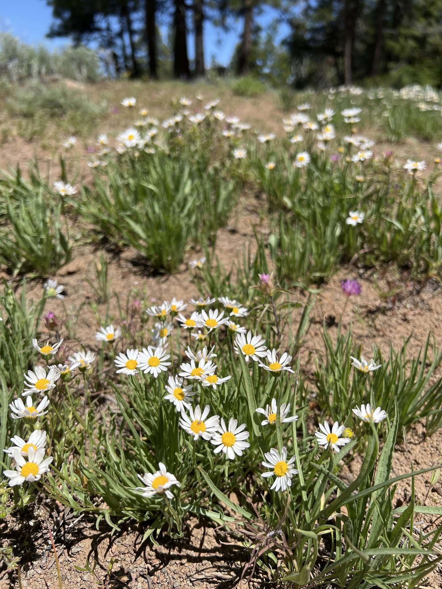 Image de Erigeron eatonii var. plantagineus (Greene) Cronq.