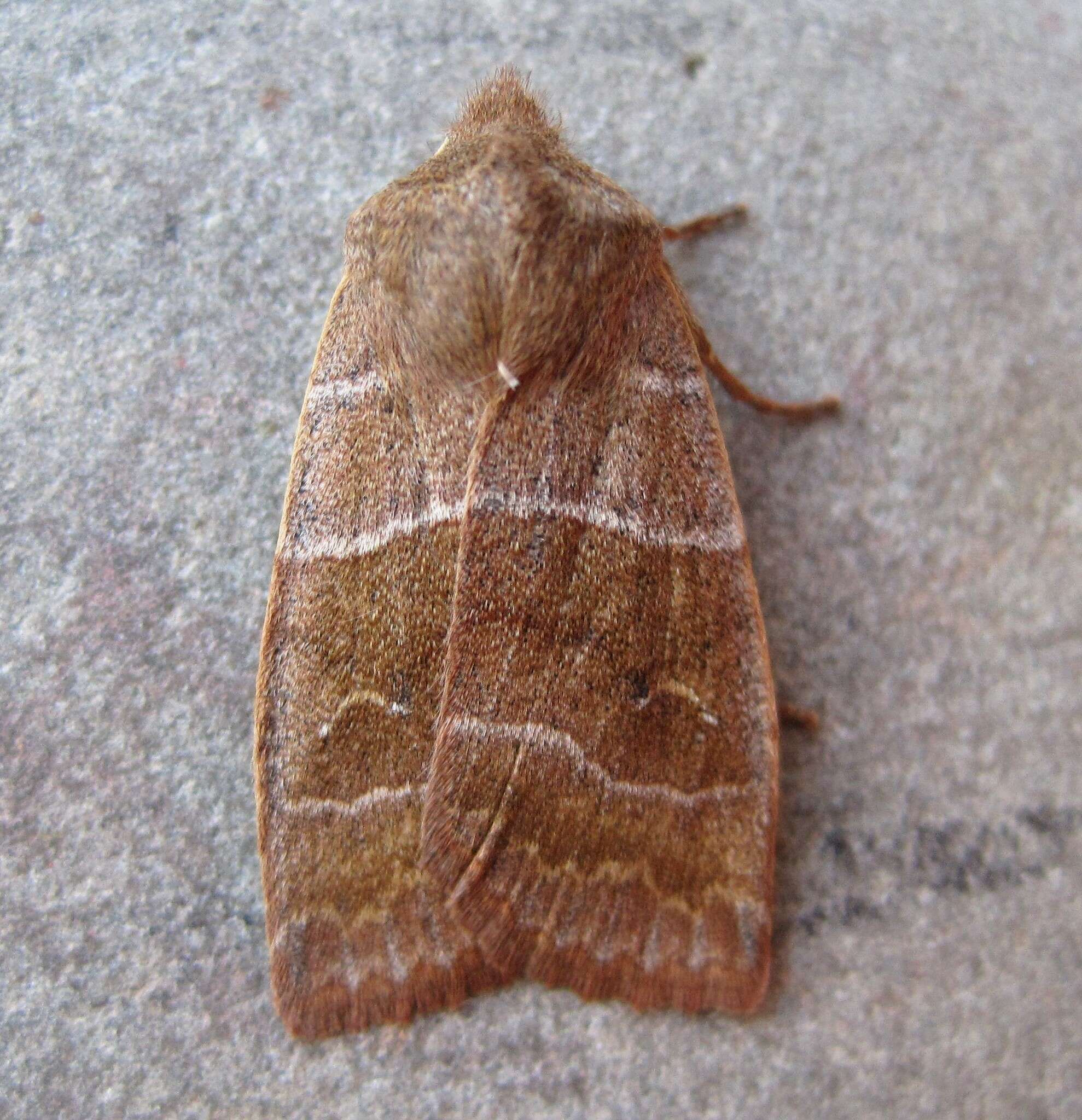 Image of Morrison's Sallow