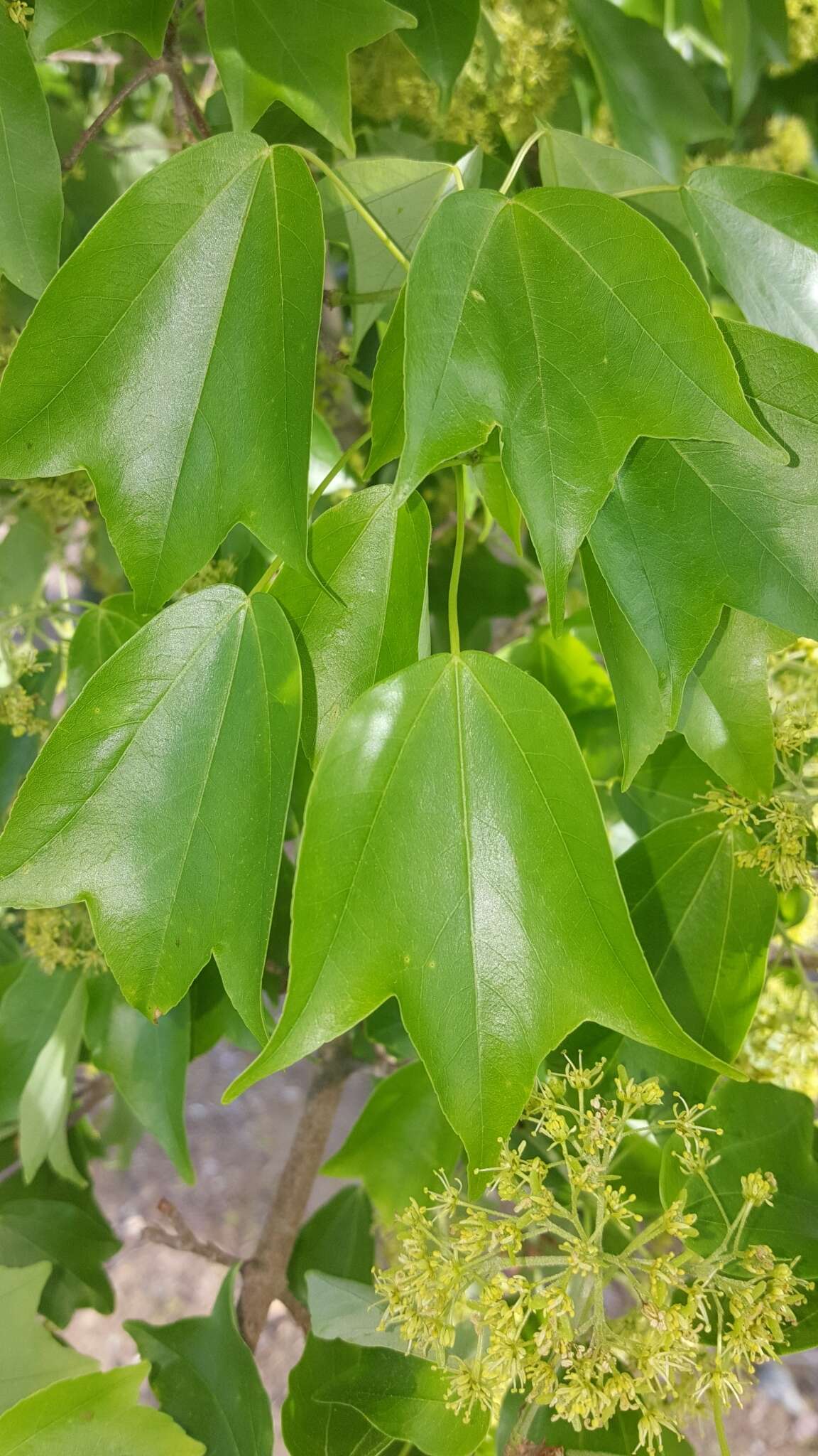 Image of three-toothed maple