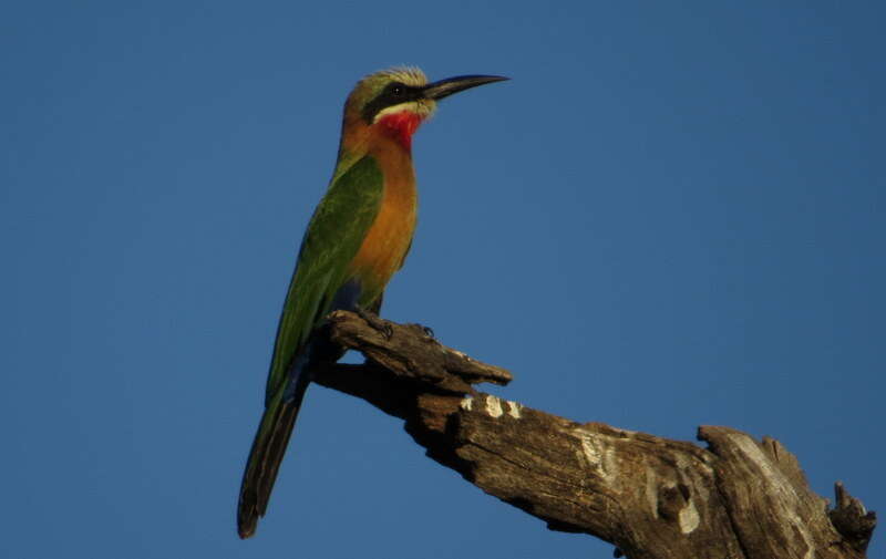 Image of White-fronted Bee-eater