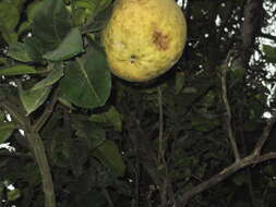 Image of Citrus maxima