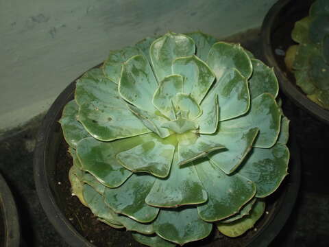 Image of Echeveria elegans Rose