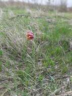 Fritillaria meleagroides Patrin ex Schult. & Schult. fil. resmi