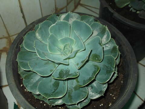 Image of Echeveria elegans Rose