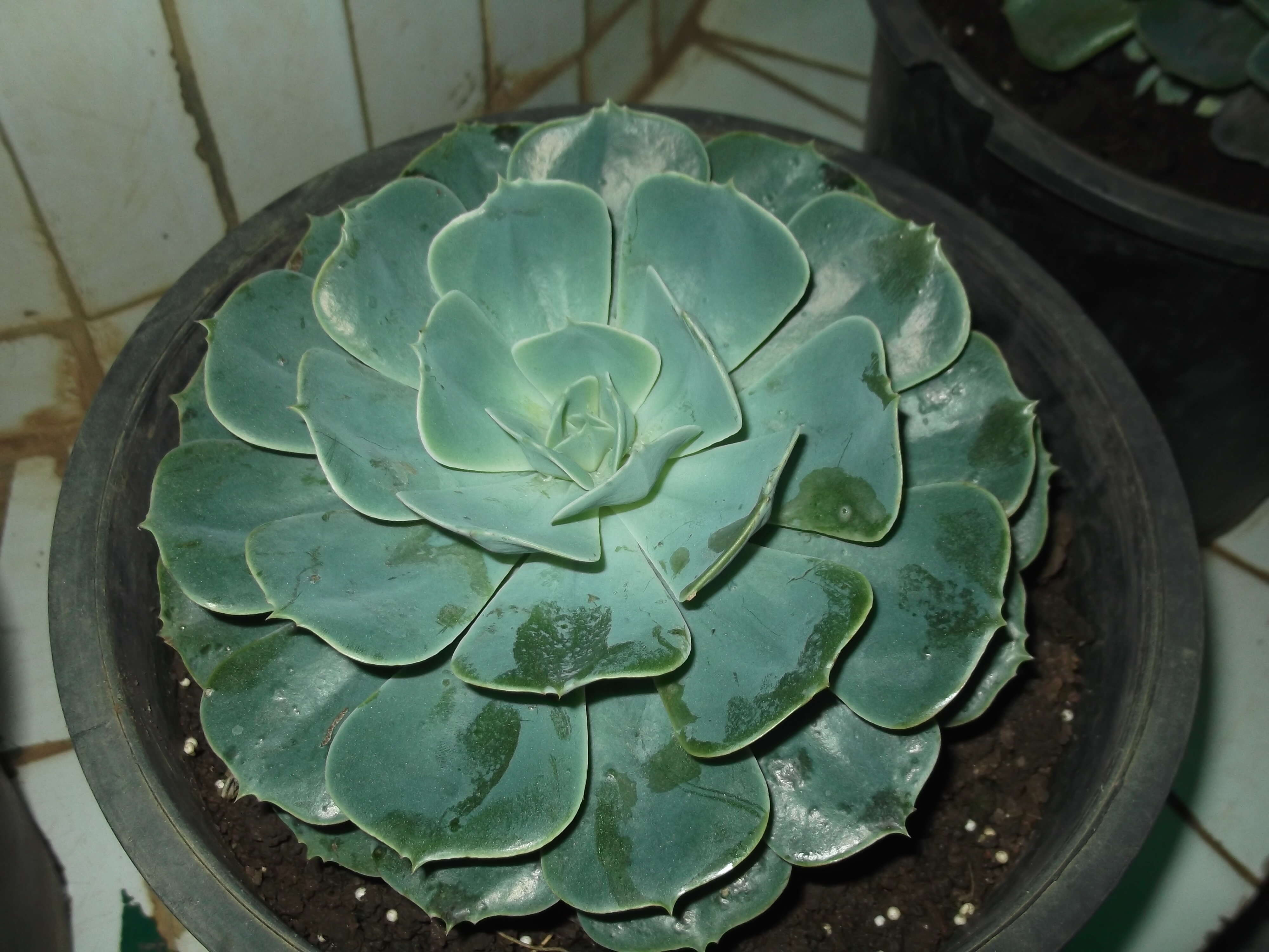 Image of Echeveria elegans Rose