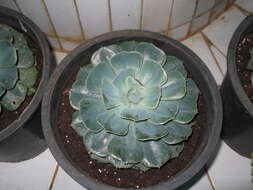 Image of Echeveria elegans Rose