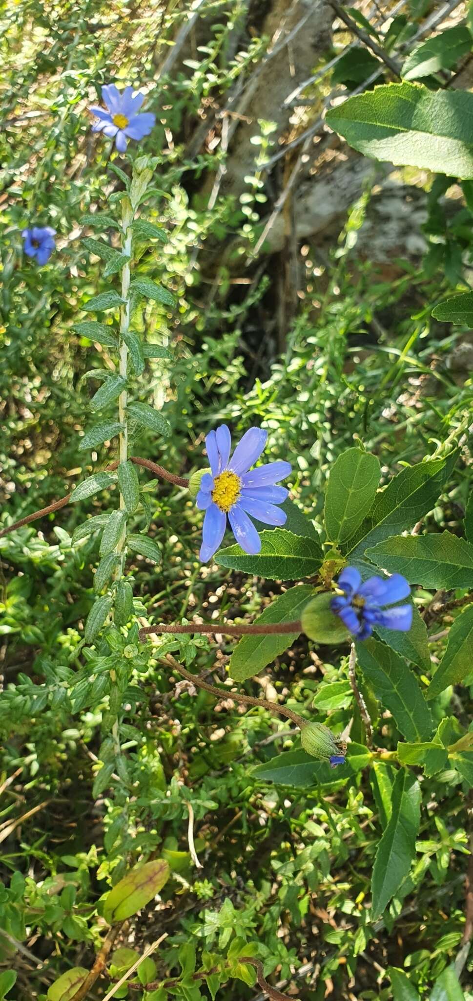 Imagem de Felicia aethiopica subsp. aethiopica