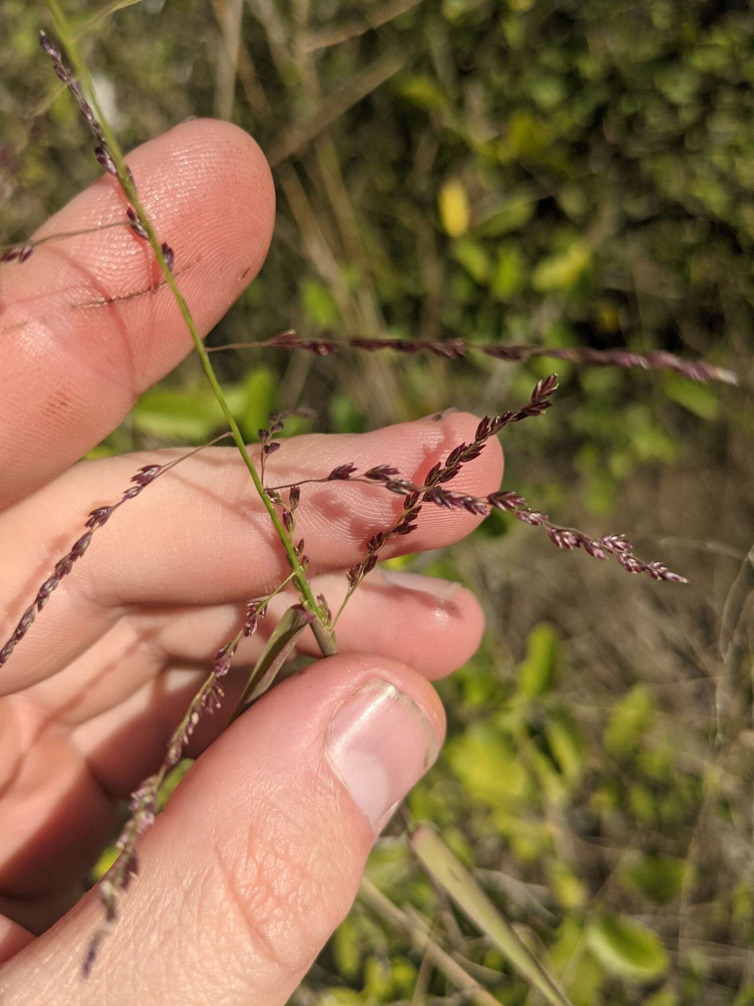 Image of lovegrass tridens