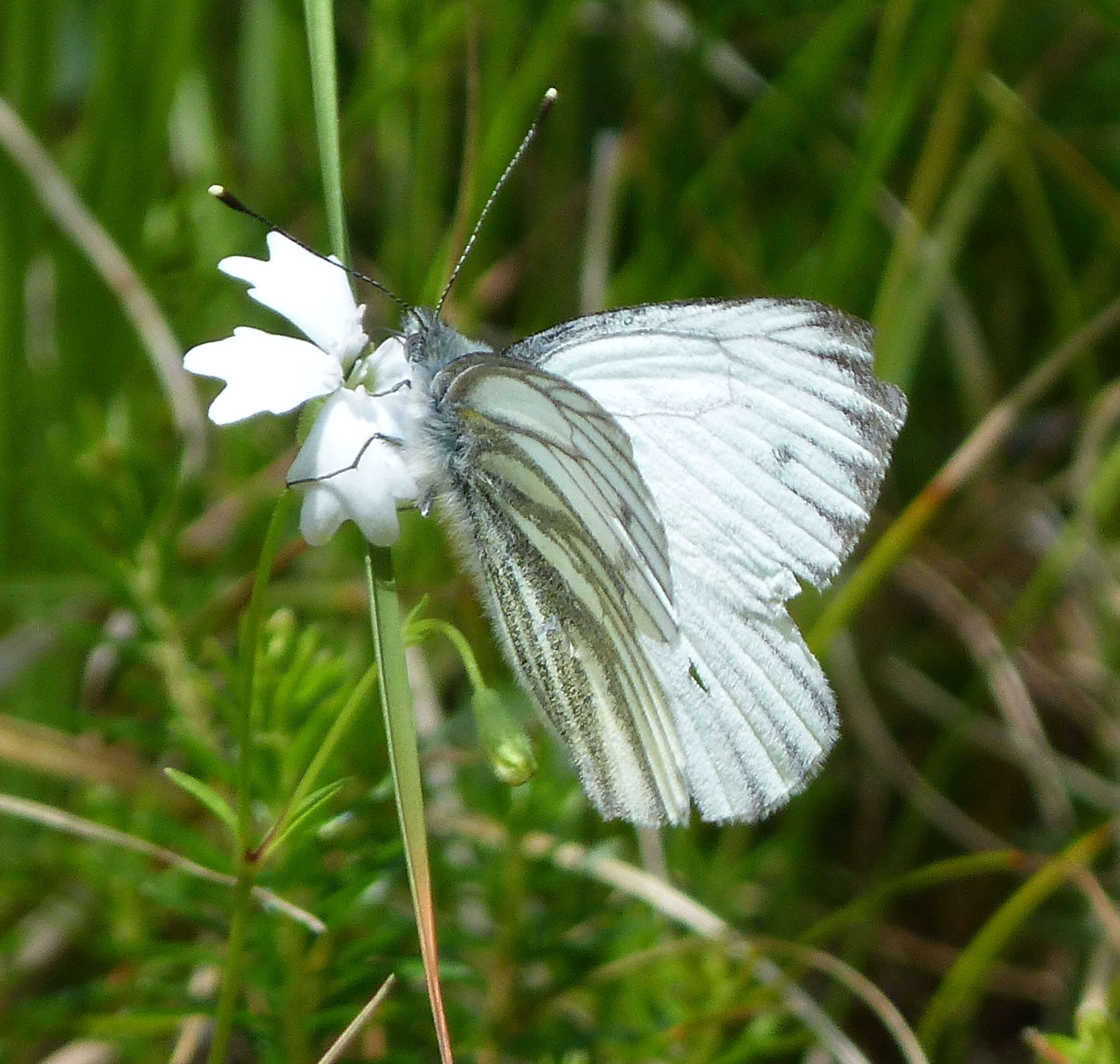 Image of Heliosperma