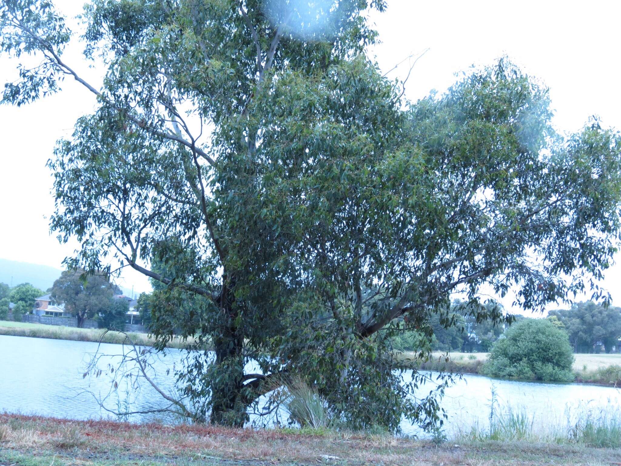 Слика од Eucalyptus ovata Labill.