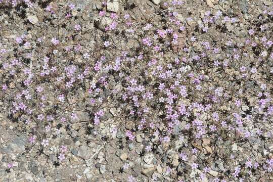 Image of volcanic gilia