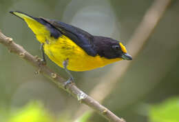 Euphonia violacea (Linnaeus 1758)的圖片