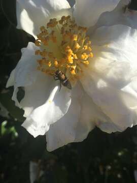 Image of Tufted cluster fly