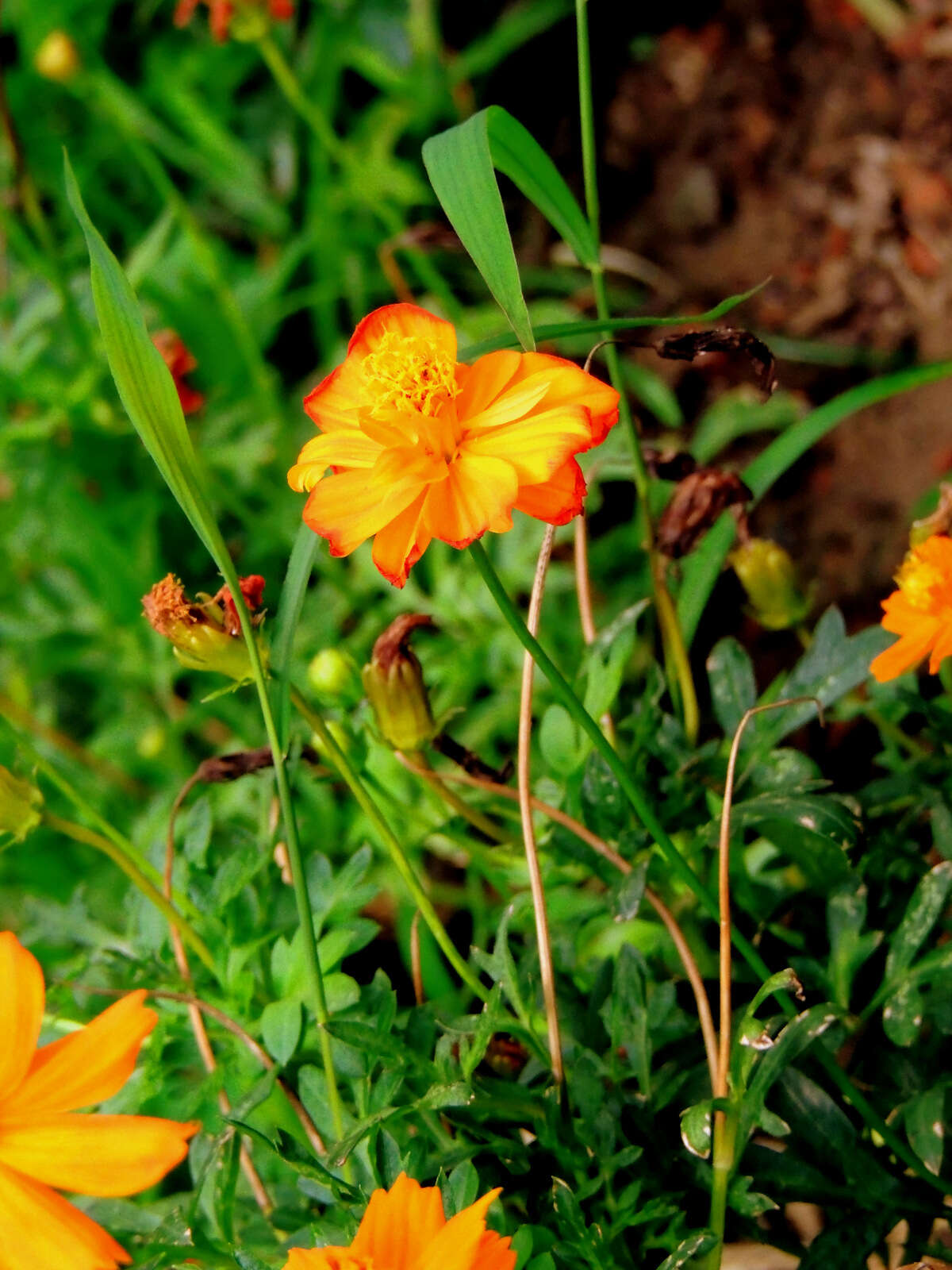 Image of French marigold