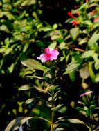 Image of Madagascar periwinkle