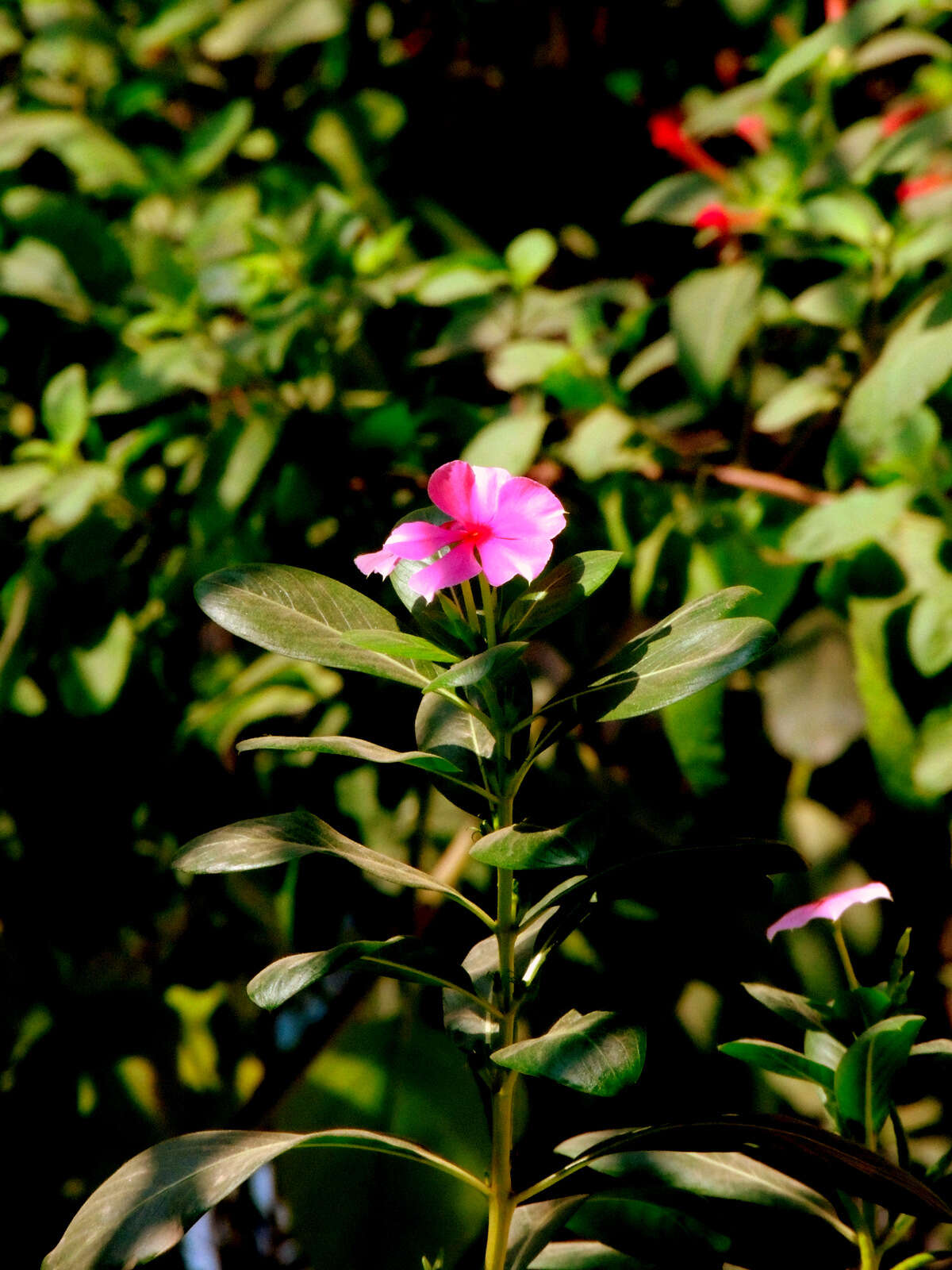 Image de Pervenche de Madagascar