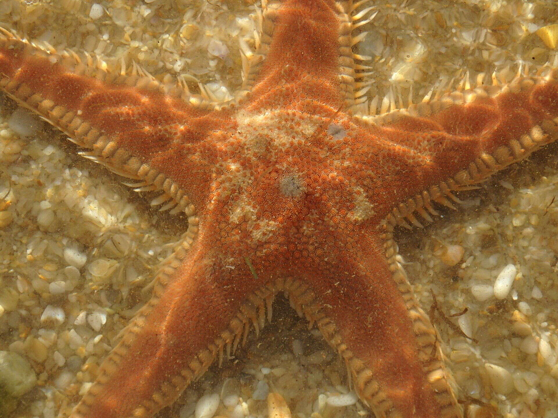 Image of Astropecten aranciacus (Linnaeus 1758)