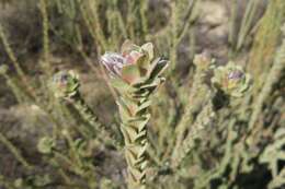 Image of Leucadendron concavum I. Williams