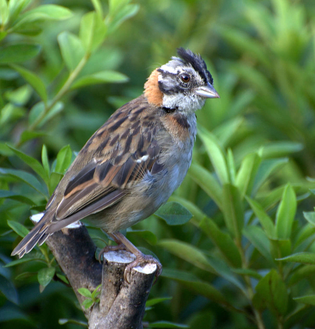 Image of Rufous-collared Sparrow