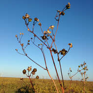 Image de Silphium terebinthinaceum Jacq.