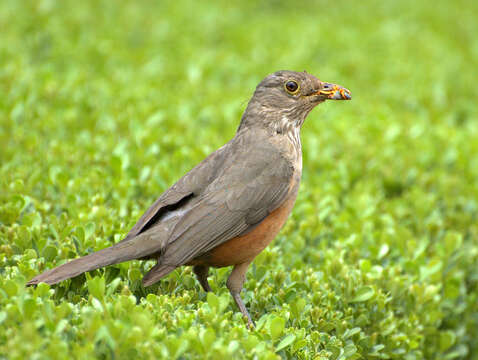 Image of Rufous-bellied Thrush