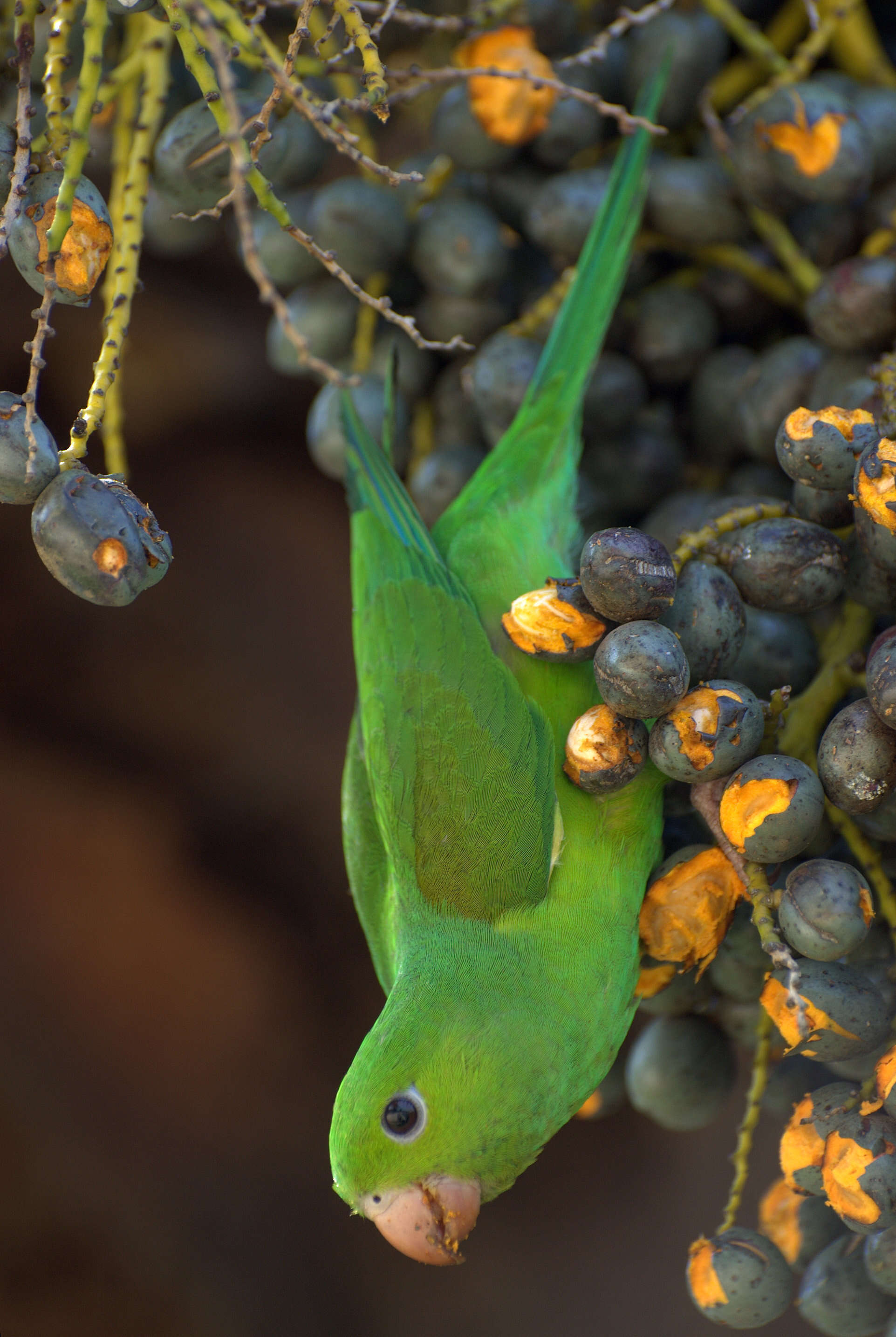 Image of Plain Parakeet