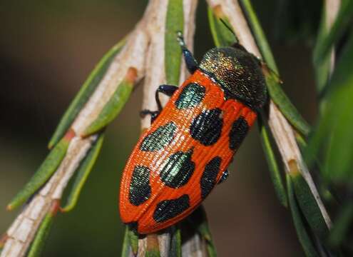 Image of Castiarina octomaculata (Saunders 1868)