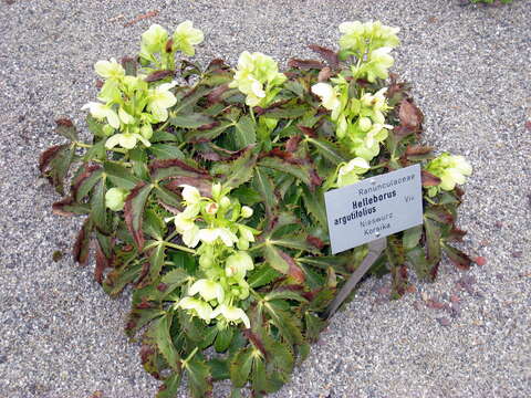 Image of Corsican hellebore