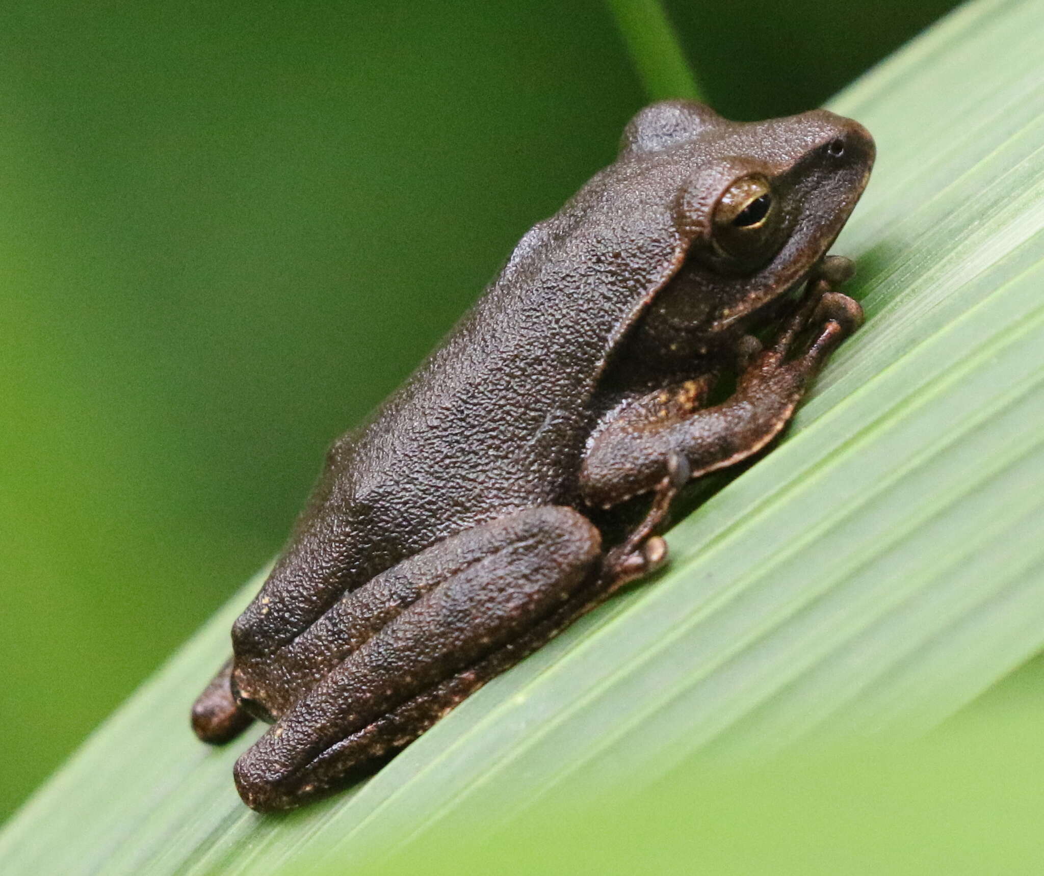 Image de Polypedates iskandari Riyanto, Mumpuni & McGuire 2011