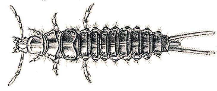 Image of Panagaeus (Panagaeus) cruxmajor (Linnaeus 1758)