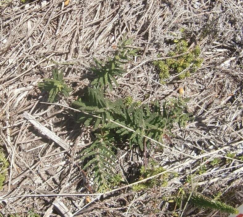 Asclepias crispa Berg.的圖片