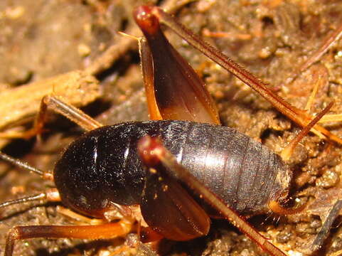 Image of Paratachycines (Paratachycines) ussuriensis Storozhenko 1990