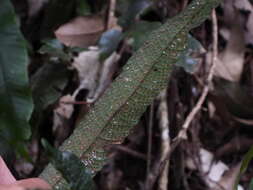 Image of Grypothrix triphylla (Sw.) S. E. Fawc. & A. R. Sm.