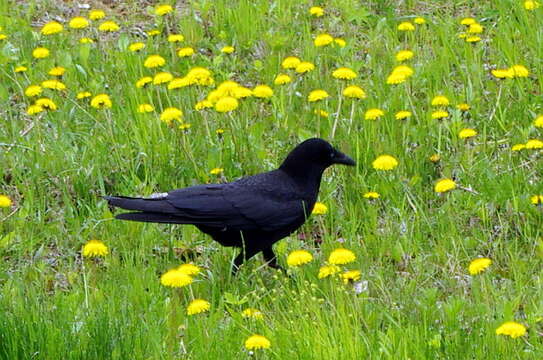 Image of Eastern Carrion Crow