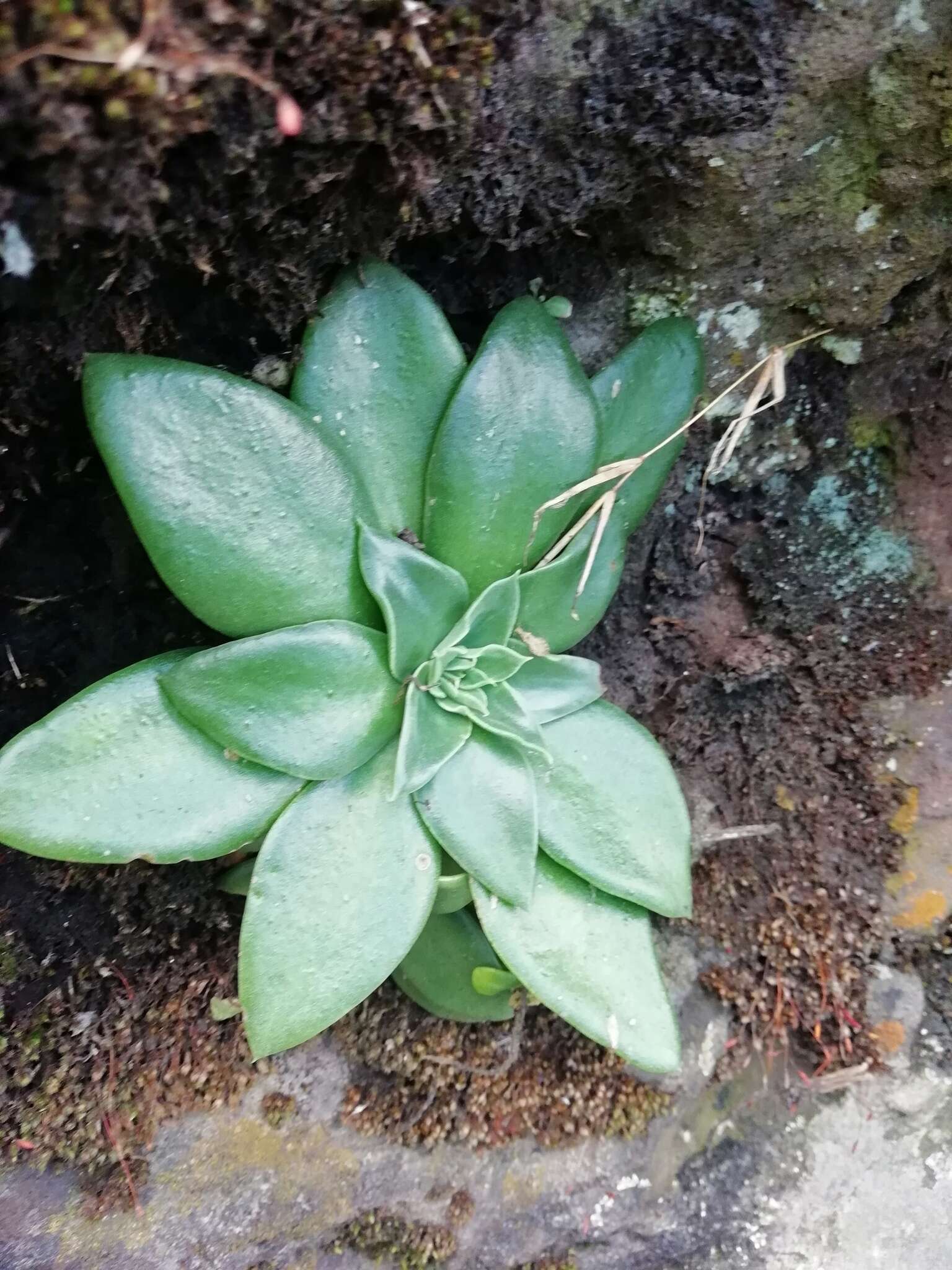 Image of Echeveria mucronata Schltdl.