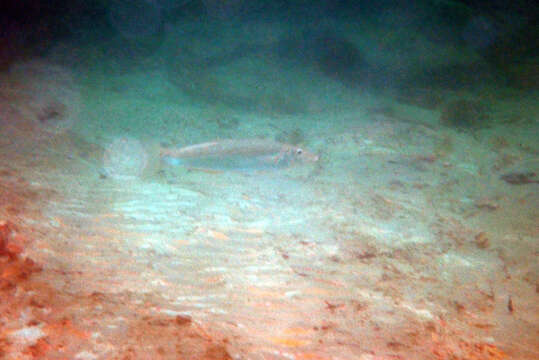 Image of Yellowfin whiting