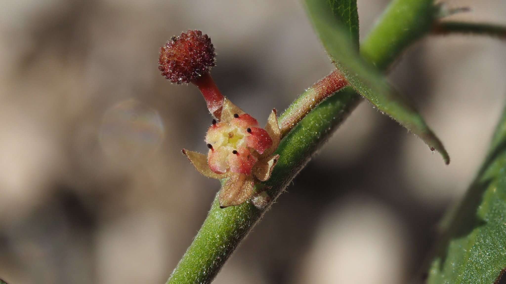 Image of California ayenia