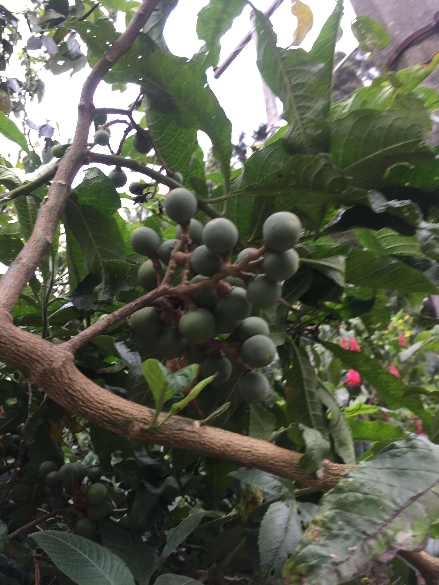 Image of Solanum oblongifolium Humb. & Bonpl. ex Dun.