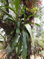 Image of Oncidium reichenheimii (Linden & Rchb. fil.) Garay & Stacy